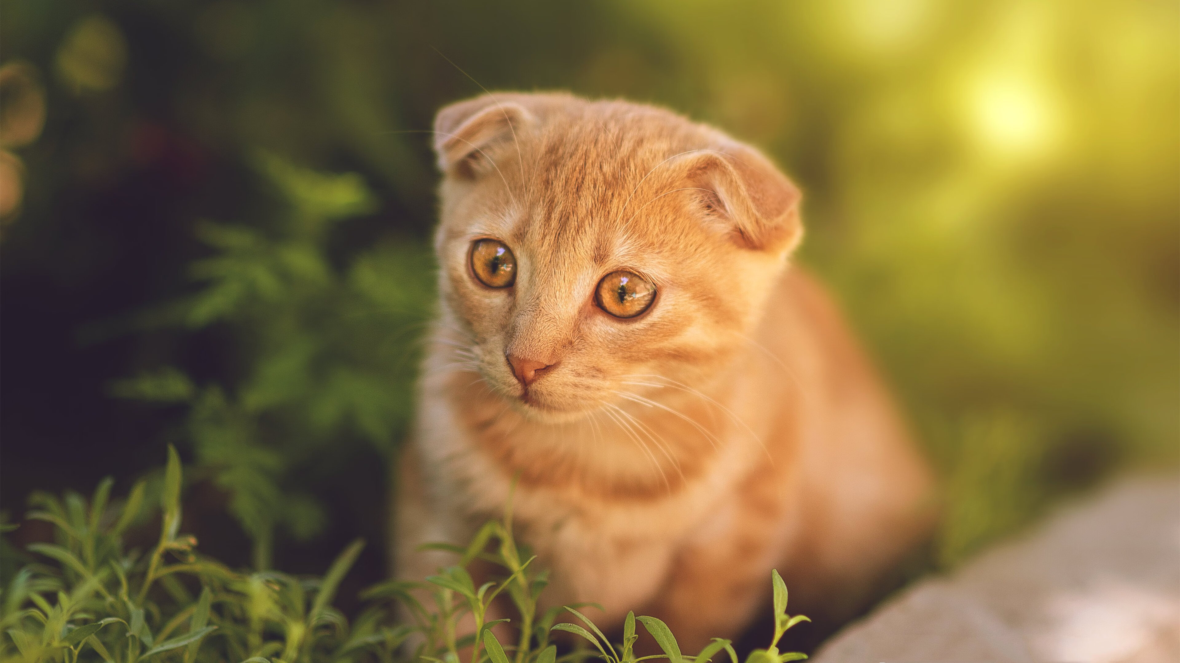 kaiyun开云·官方网站-“中国女足在亚洲杯中夺冠,迎来新巅峰”,中国女足亚洲杯冠军