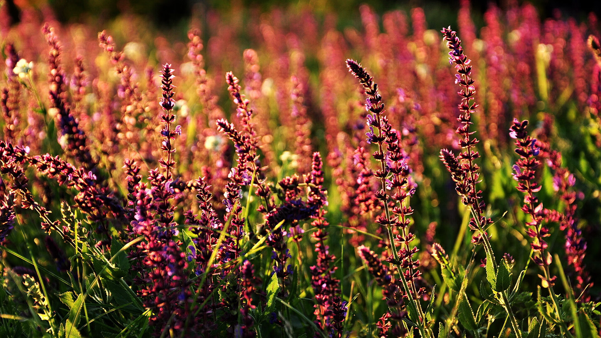 开云官网APP下载-【天使队的磨合期】新援加入后战绩大幅提升,天使队队标