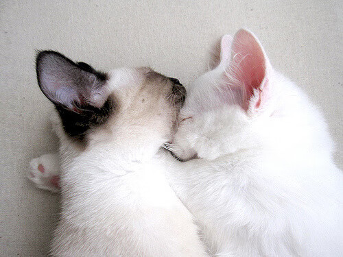 kaiyun体育综合-全国青少年“科技+篮球”创新试点在哈尔滨全面启动,推动行业科技革新