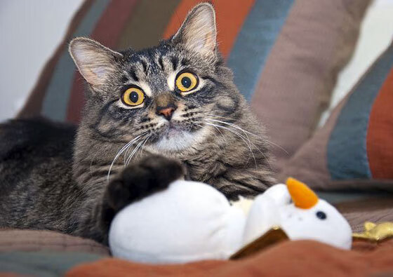 开云体育APP下载-伤病康复:NBA明星的恢复之路,nba伤病影响排行