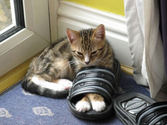 开云官网-意甲球迷组织活跃，现场助威声震云霄，意甲 足球