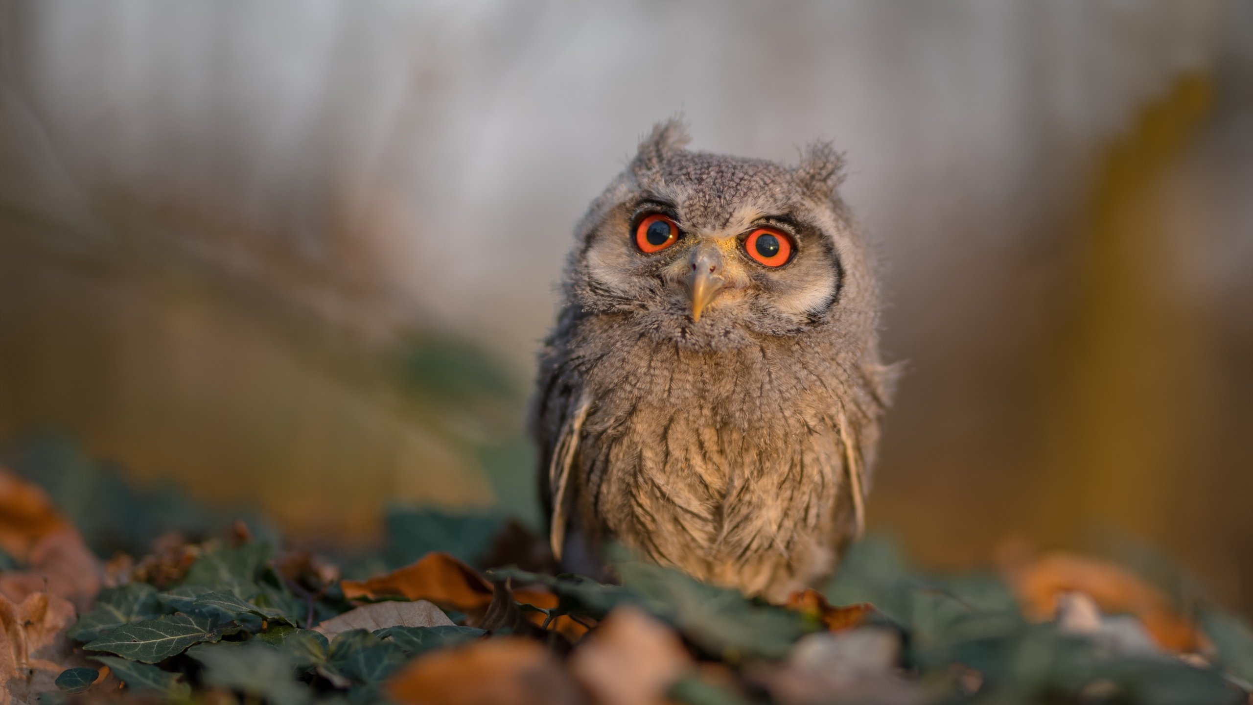 开云官网-里昂迎来关键战,争夺荣誉,里昂sp