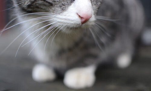 开云中国大陆-马赛引进欧洲各国球员,打造多元化阵容,马赛得欧冠