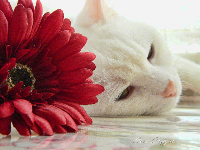 Kaiyun官方登录入口-塞尔维亚篮球运动员健康状况改善,塞尔维亚职业篮球运动员