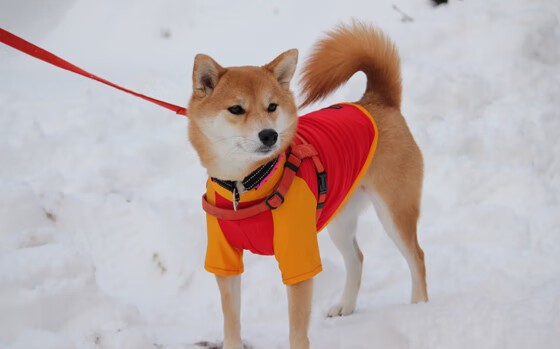 kaiyun网站-女足世界杯赛前热身赛成效显著,女足热身赛男足
