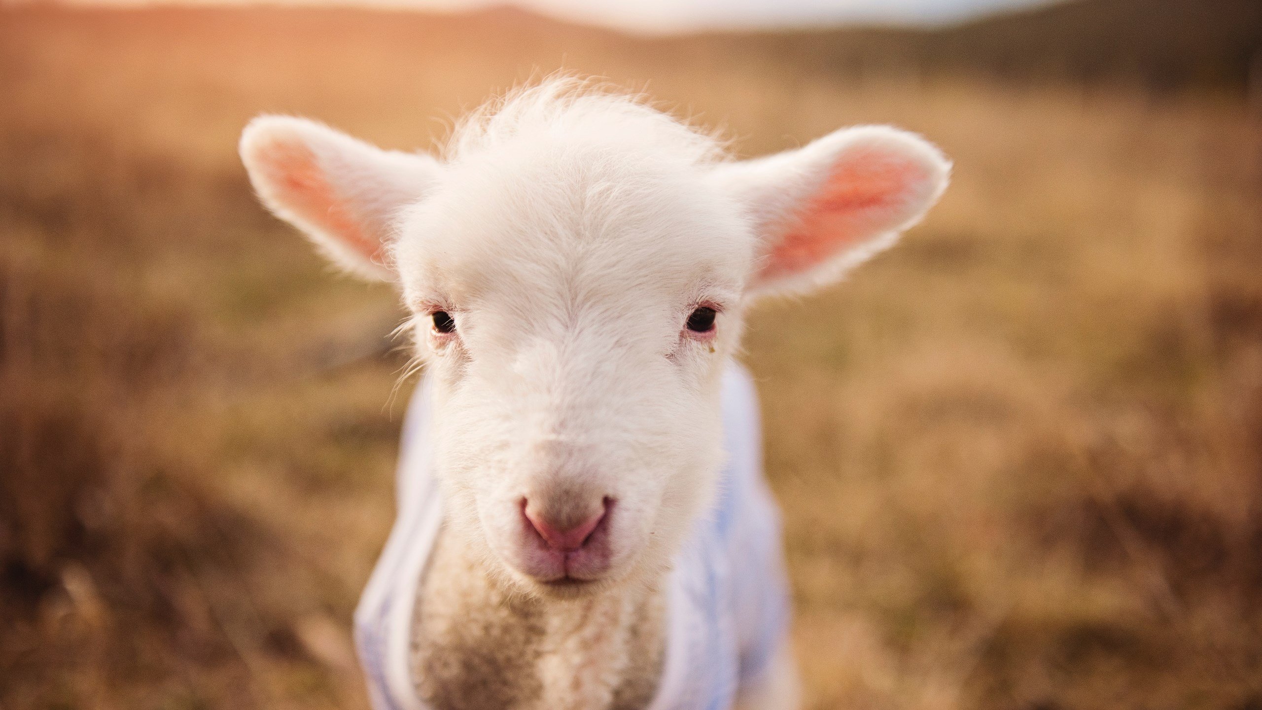 Kaiyun官方登录入口-掘金击败快船，西部决赛中约基奇篮下统治全场，约基奇47分掘金胜爵士