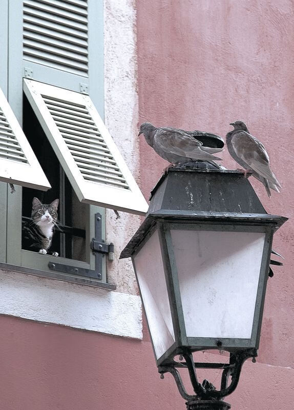 kaiyun官方入口登录-赫尔城中场运转流畅,老虎军团冲超希望重燃,赫尔城vs