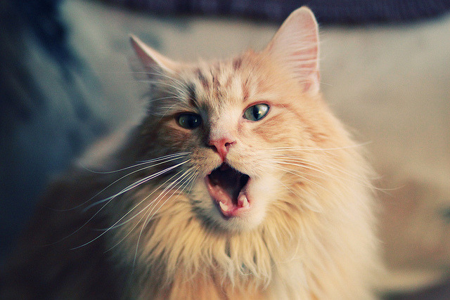 开云kaiyun-非洲篮球运动员国际表现亮眼，非洲篮球运动员国际表现亮眼的原因