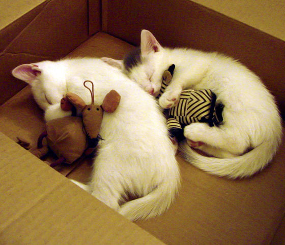 开云官网APP下载-体育赛事组织中的风险管理策略研究,体育赛事的风险性特征