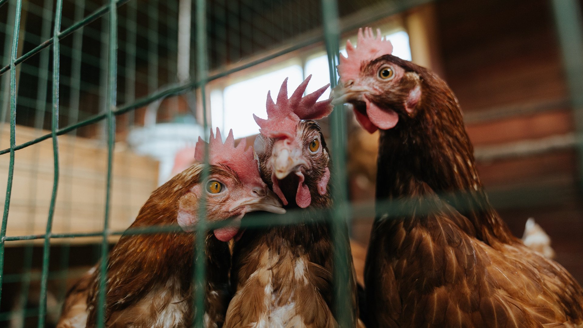 Kaiyun官方登录入口-意甲VAR系统中语义识别模型优化判罚流程,语义 识别