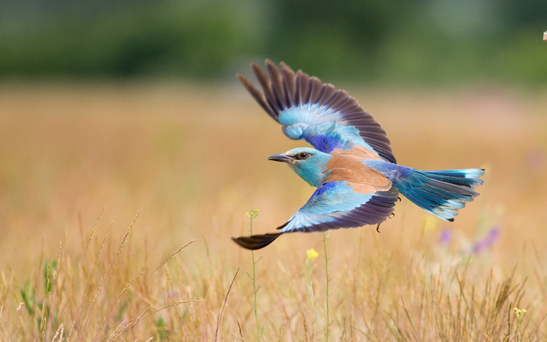 开云kaiyun-中国组合用速度与技巧完美结合,中国组合什么