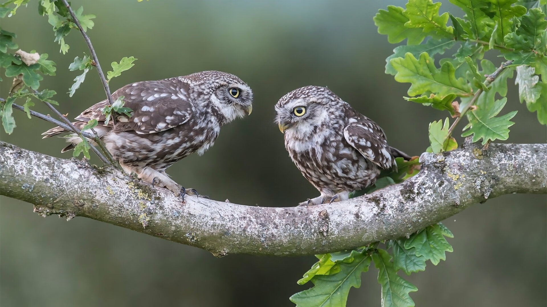 开云中国-中小学篮球设置体能课标准时间保障训练系统性,篮球专项体能课