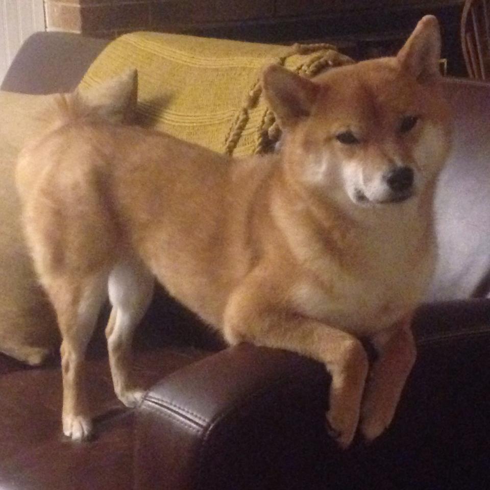 开云网站-塞尔维亚女篮在欧洲锦标赛上迎战强敌,争夺金牌,塞尔维亚女篮球世界排名