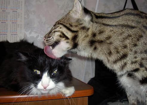 开云·体育官网APP下载-特色足球文化节在全国多个城市同步举行，扩大影响力，足球文化节活动有哪些